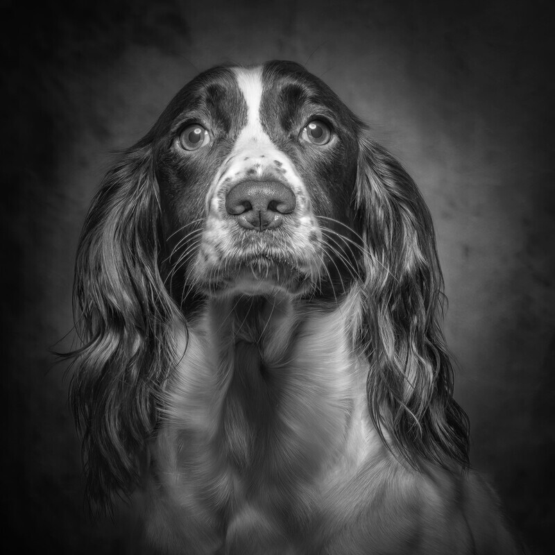 Silver - Gwenni -Dave Bolton - Mono Pet Portraits