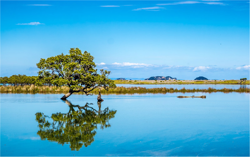 2nd PDI-Reflection On Coramandel-Roseanne Dungey - Landscape