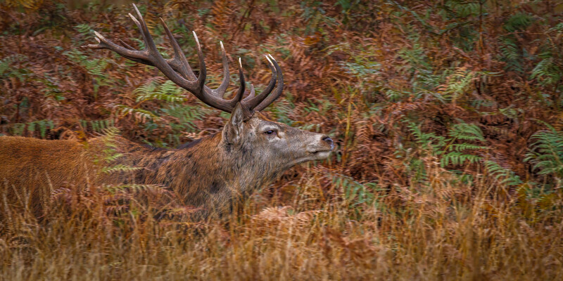 3-Autumn colours in the ruting season - Dave Bolton - Bronze