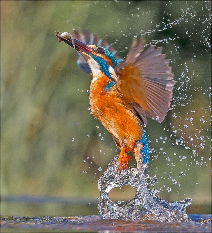 Kingfisher Eruption - CHARLES KIDD (EFIAP)