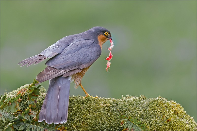 2nd Print-Sparrow Hawk with Prey-Charlie Kidd - POTY