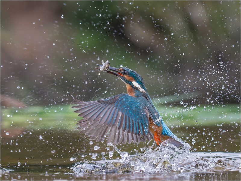 Kingfisher Takeaway - GARY JENKINS (EFIAP)