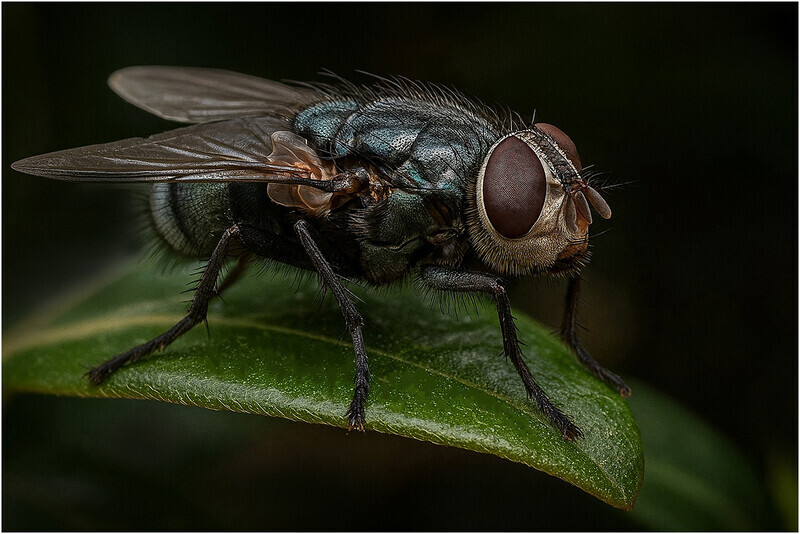 Print - Gold - John Slater - Winged Precision - The Gary Jenkins Memorial Macro & Close up