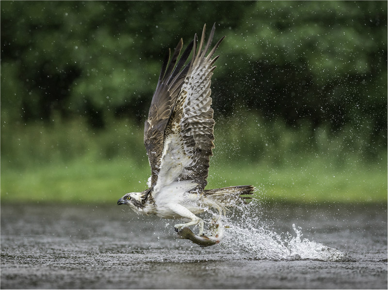 1st Print-Osprey Takeaway-Neil Thomas - Wildlife