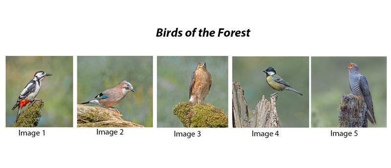 1st Charlie Kidd Birds of the Forest - Panels