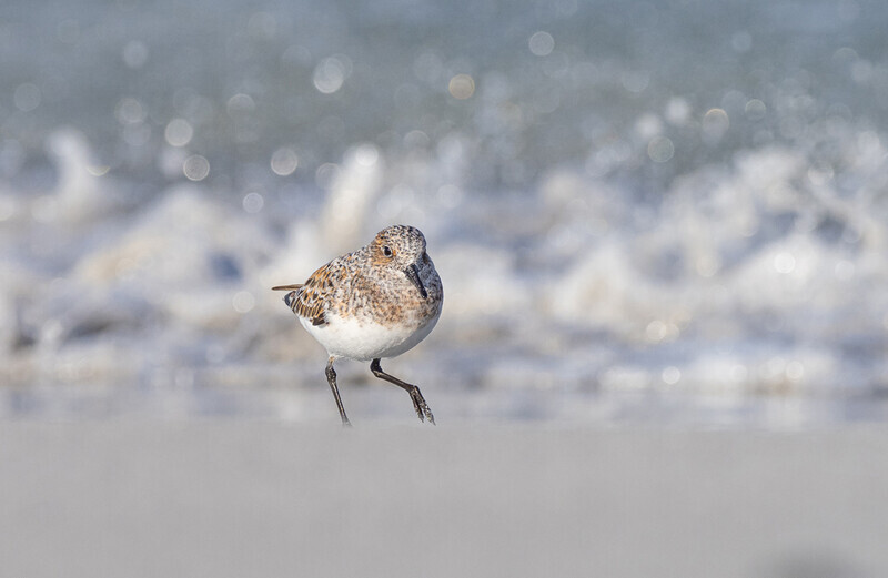Bronze Medal Paul Richards Sanderling Running from the Waves - 1st Open