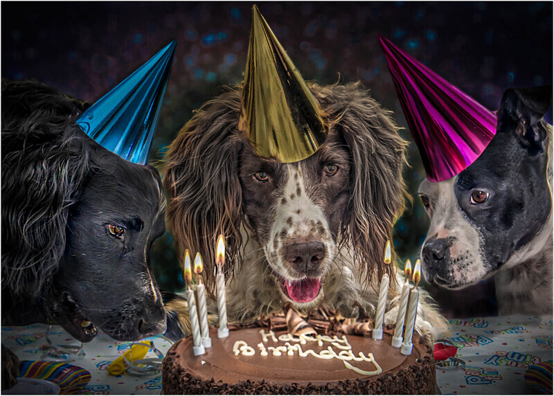  2nd Jan Sullivan All Eyes on the Cake - Creative
