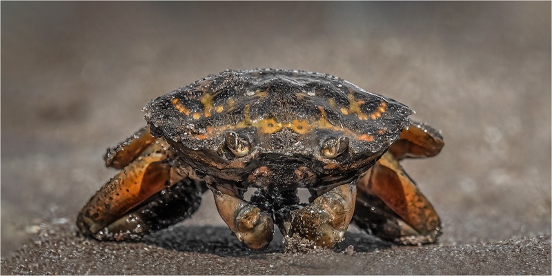 Digital - silver -Jan Sullivan -  Shore Crab Up Close - Macro