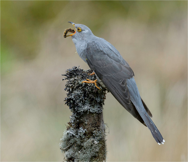 Cuckoo with Grub - Neil Thomas ( CPAGB )
