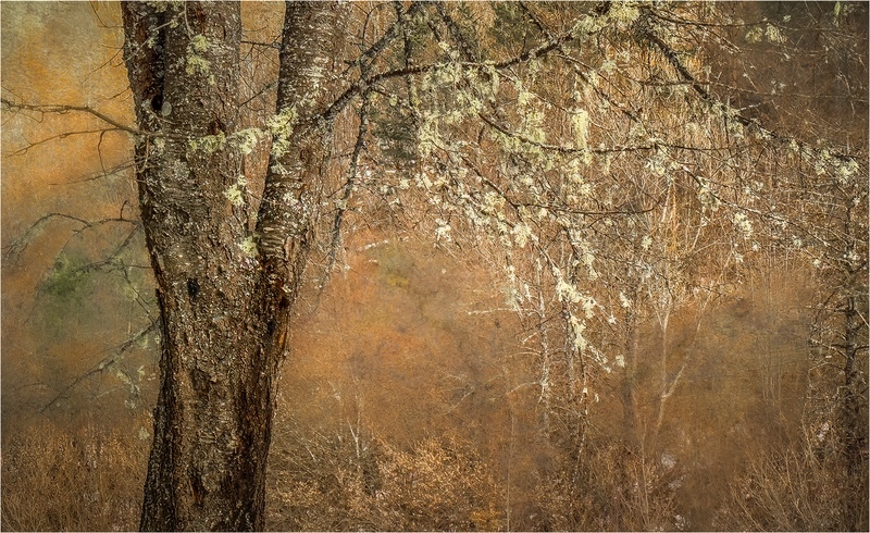 Bronze - Jan Sullivan - Shades of Autumn - Digital Photograph of the The Year