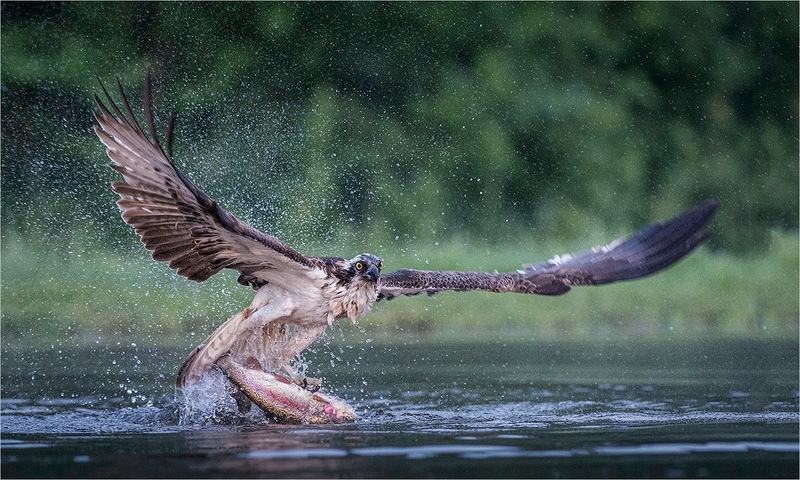 3rd Neil Thomas Osprey Pandion haliaetus - Nature