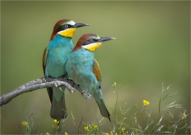 Print - Silver - Charlie Kidd - Pair of Bee-Eaters - 1st Open