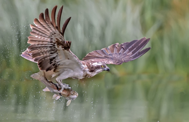 5 Osprey with sad looking trout 19  - Charlie Kidd (DPAGB)