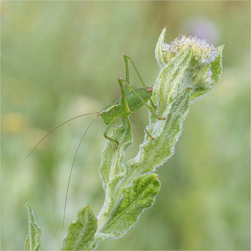 1st Paul Richards Bush Cricket - Gary Jenkins Memorial
