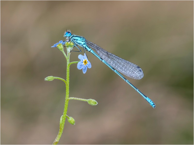 Azure Damselfly 2017-12 - GARY JENKINS (EFIAP)