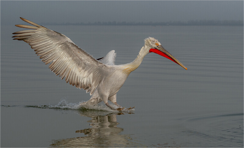 1st Charlie KiddDalmation Pelican  pelecanus crispus  landing at lake  - Picture of the Year