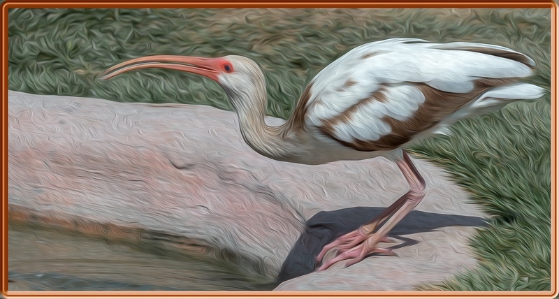 2nd PDI Charlie Kidd Ibis in oils and framed  - Creative