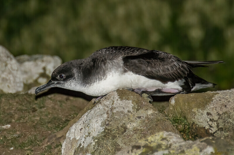 Rob Cox Manx sheerwater at night - Nature