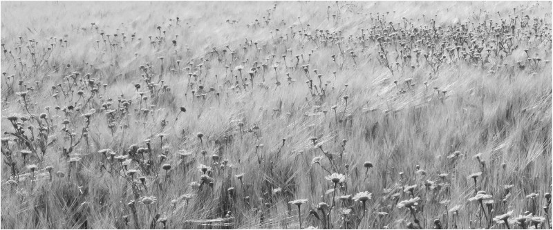 3rd PDI Flowers & Corn Andrew Weaver - Mono