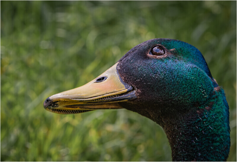 16 84 Portrait 22Get my best side22_ - Gold Medal -: Cheryl Hewitt