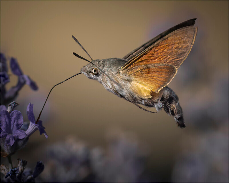 Digital - Silver - Jan Sullivan - Hawk-moth Feeding on the Wing - The Gary Jenkins Memorial Macro & Close up