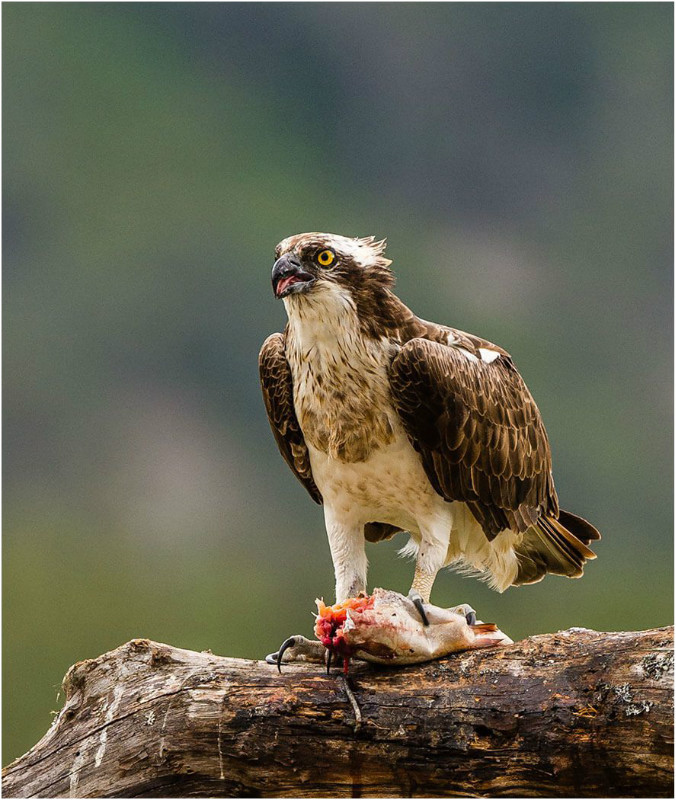 3rd Print Ospreys Breakfast Neil Thomas - Natural History