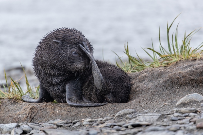 1st Dave Bundock fur seal pup sheltering from the wind South Georgia-1 - Nature