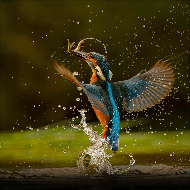 Neil Thomas 1st  Kingfisher Alcedo atthis - Nature