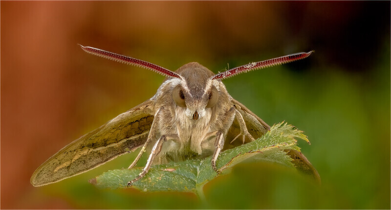 Print_Gold_Jan Sullivan_Striped Hawkmoth - Gary Jenkins Memorial