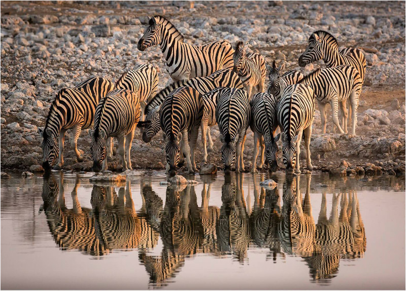 3rd PDI Zebras Mike Cullis - Natural History