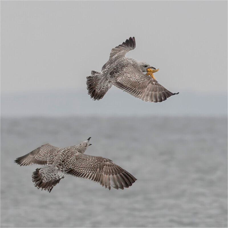 1 Aerial Ambush - Jan Sullivan - Gold