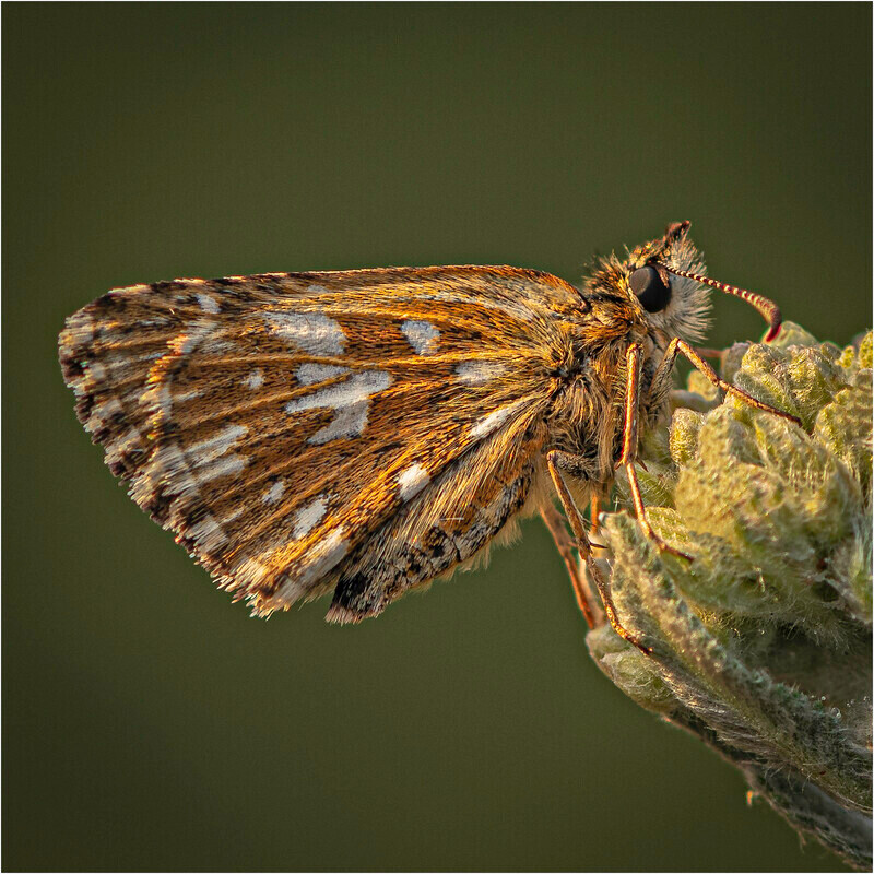 Silver-Print-Neil Thomas-Grizzled Skipper - Gary Jenkins Memorial