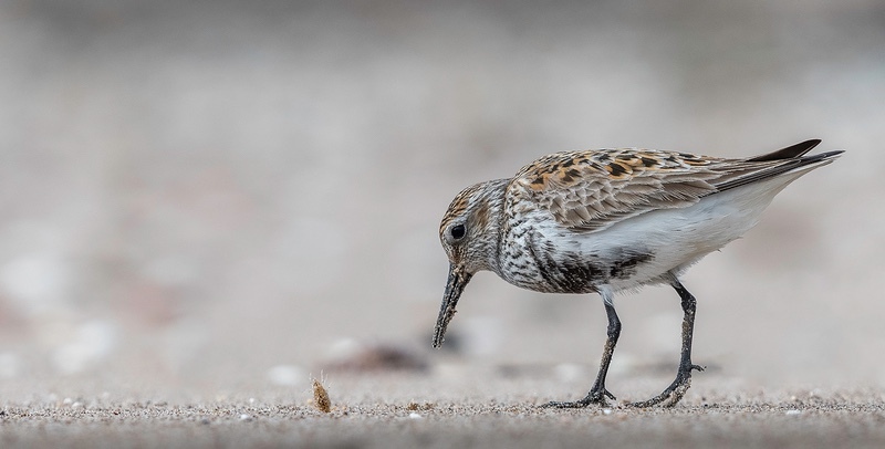 1st Digital Sand flea lunch for Dunlin Al Rees - Nature