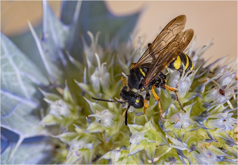 Golg - Cheryl Hewitt - Solitary Wasp - Mike Rowe Prints