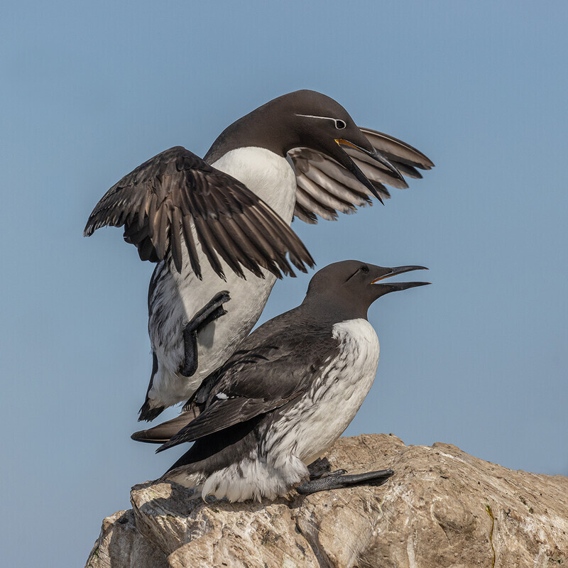 Bronze-Didital-Liz Wallis-Guillemots - Nature