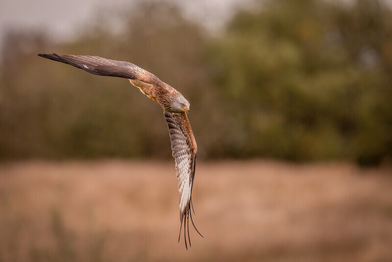 41-red kite display- 3 - Dave Bolton-Silver-Digital