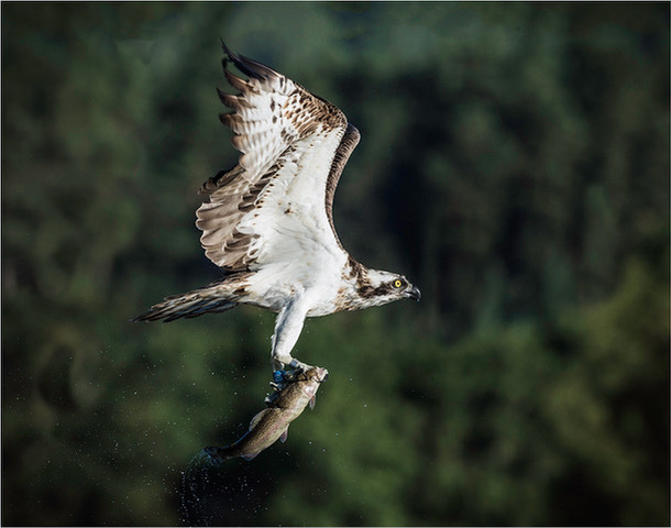 1st print Neil Thomas - Osprey  - POTY