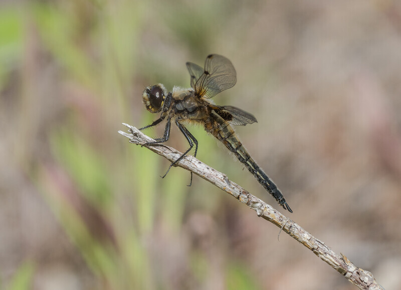 5 - Female Black Darter 5 - Bronze - Paul Richards
