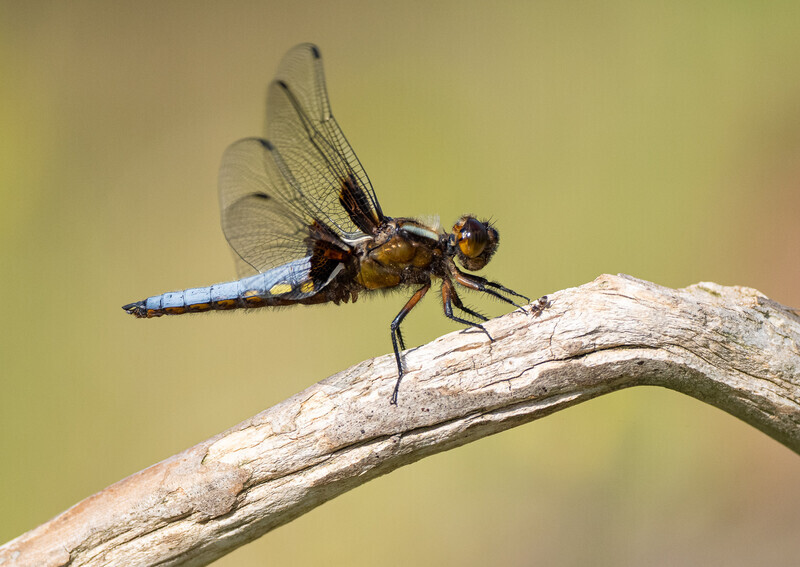 2 - Broad-bodied Chaser 2 - Bronze - Paul Richards