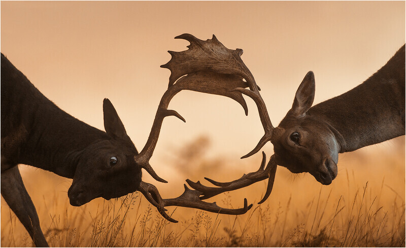 Digital - Gold - John Powell - Head to Head - 2nd Open