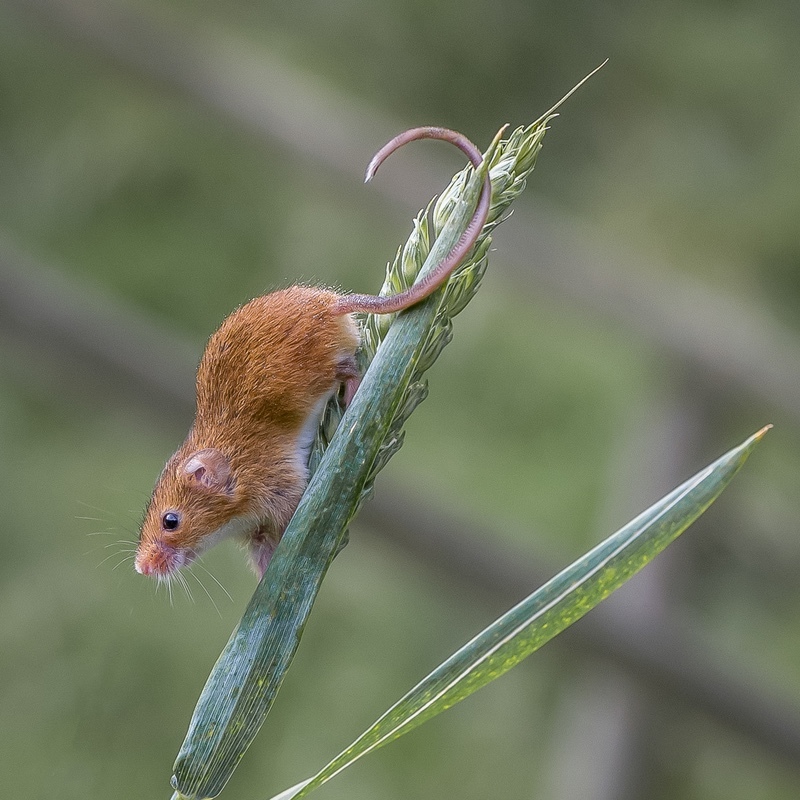 Gold - Charlie Kidd - Harvest Mouse in Meadow - Print Photograph of the Year