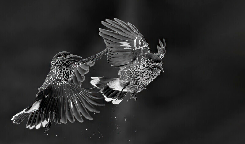 Print - Gold - Jan Sullivan - Mid-Air Encounter - Mono