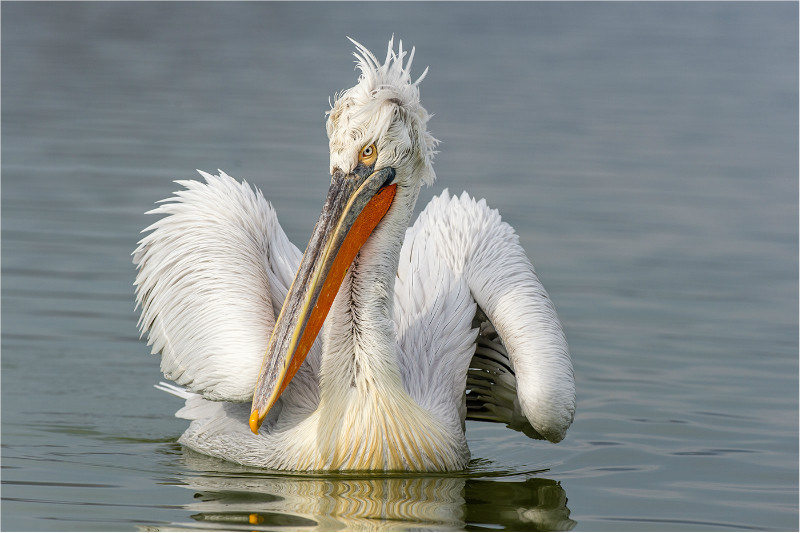 1sr Print-Dalmation Pelican-Roy Packer - 2nd Open