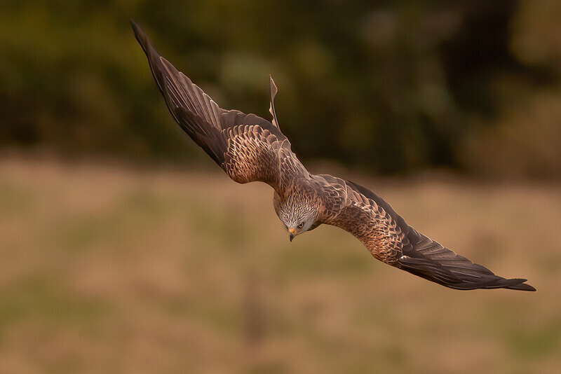 41-red kite display - 4 - Dave Bolton-Silver-Digital
