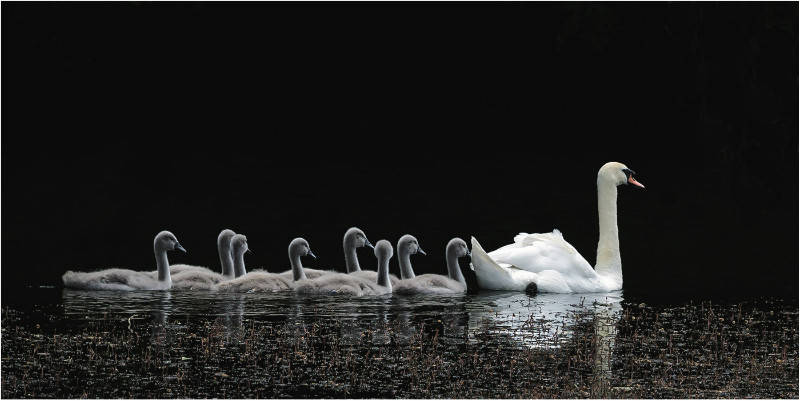 1st PDI Swan & Cygnets Mike Cullis - Natural History
