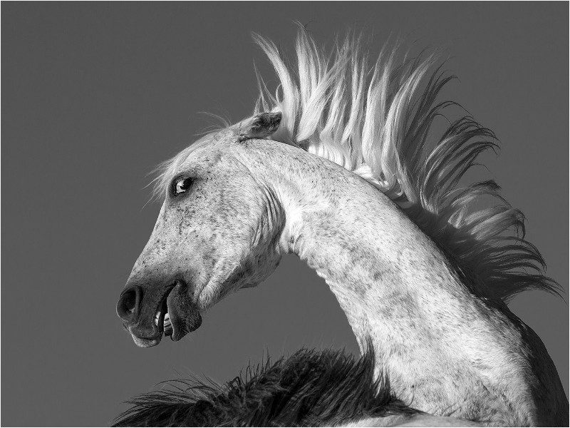 1st PDI Feisty Stallion Liz Wallis - 3rd Open