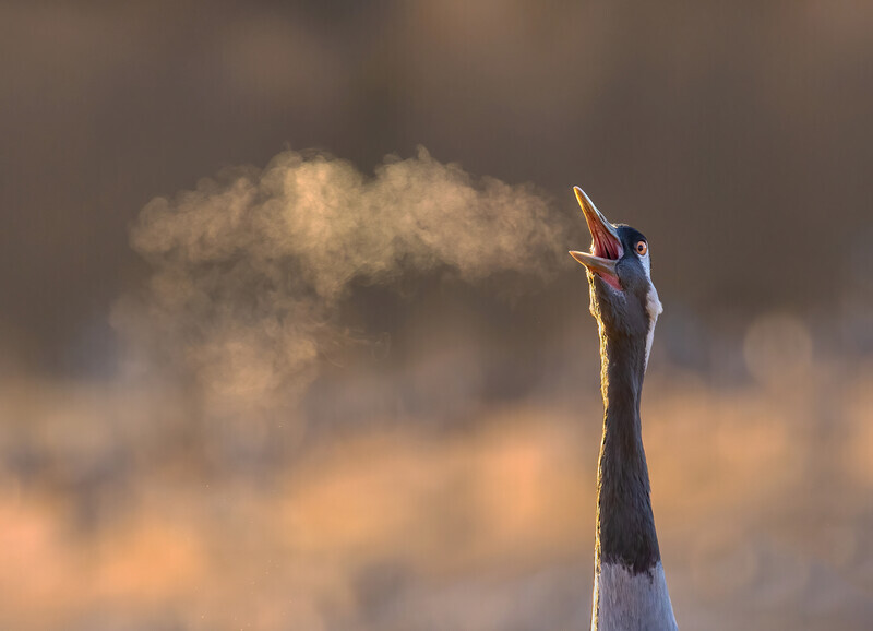 Liz Wallis  Crane On a Cold and Frosty Morning - Nature