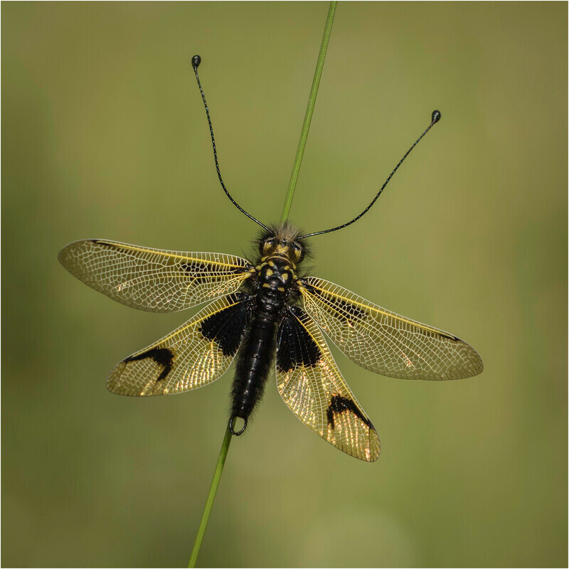 Gold-Digital-Neil Thomas-Owlfly - Gary Jenkins Memorial