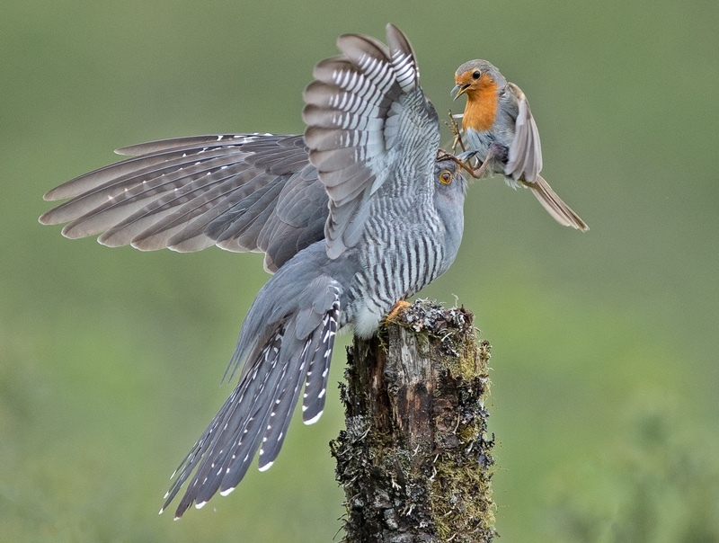 Certificate of Merit - Cuckoo Robin Battle - Charlie Kidd DPAGB,EFIAP,BPE4