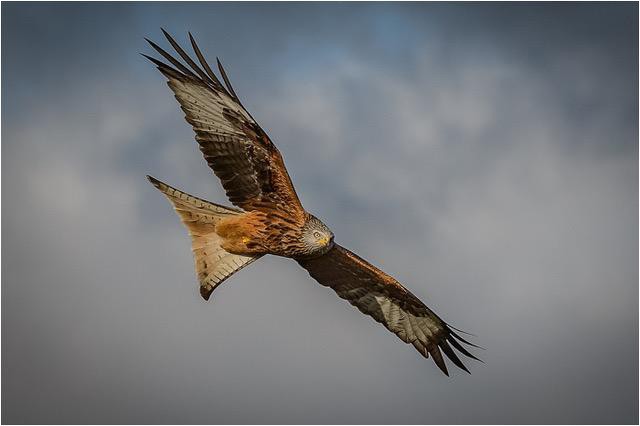 1st PDI-Red Kite In Flight-Anthony Thomas - 3rd Open